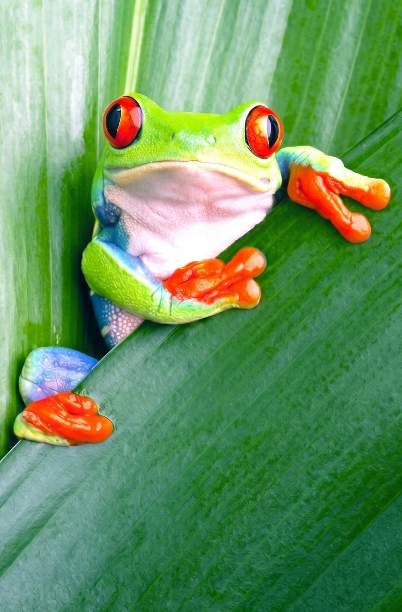 Kinderarztpraxis Hartig & Fritz – Roter Laubfrosch auf einem Blatt