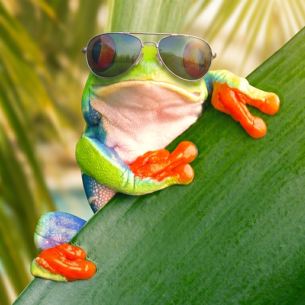Saison-Frosch